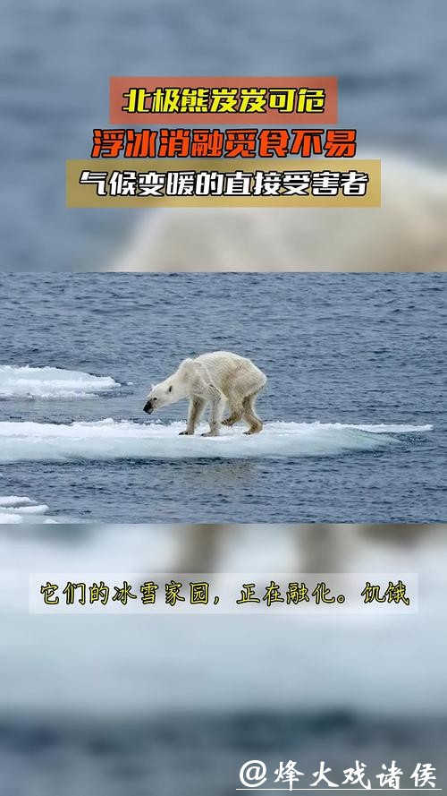 北极变暖海冰流失,北极熊竟集体“发福”? 北极变暖海冰流失,北极熊竟集体“发福”?