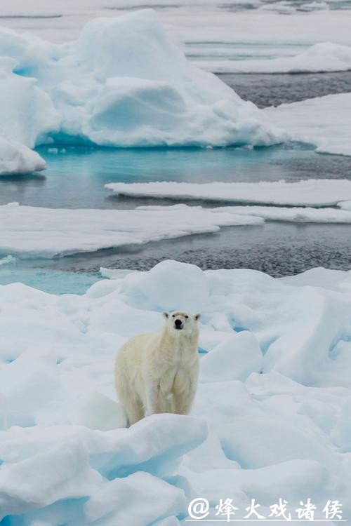 北极变暖海冰流失,北极熊竟集体“发福”? 北极变暖海冰流失,北极熊竟集体“发福”?
